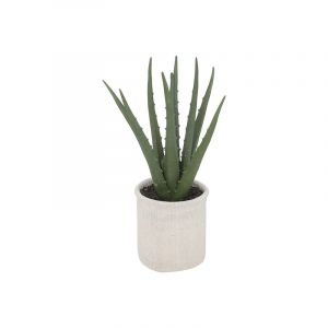 Planta Aloe E/Maceta